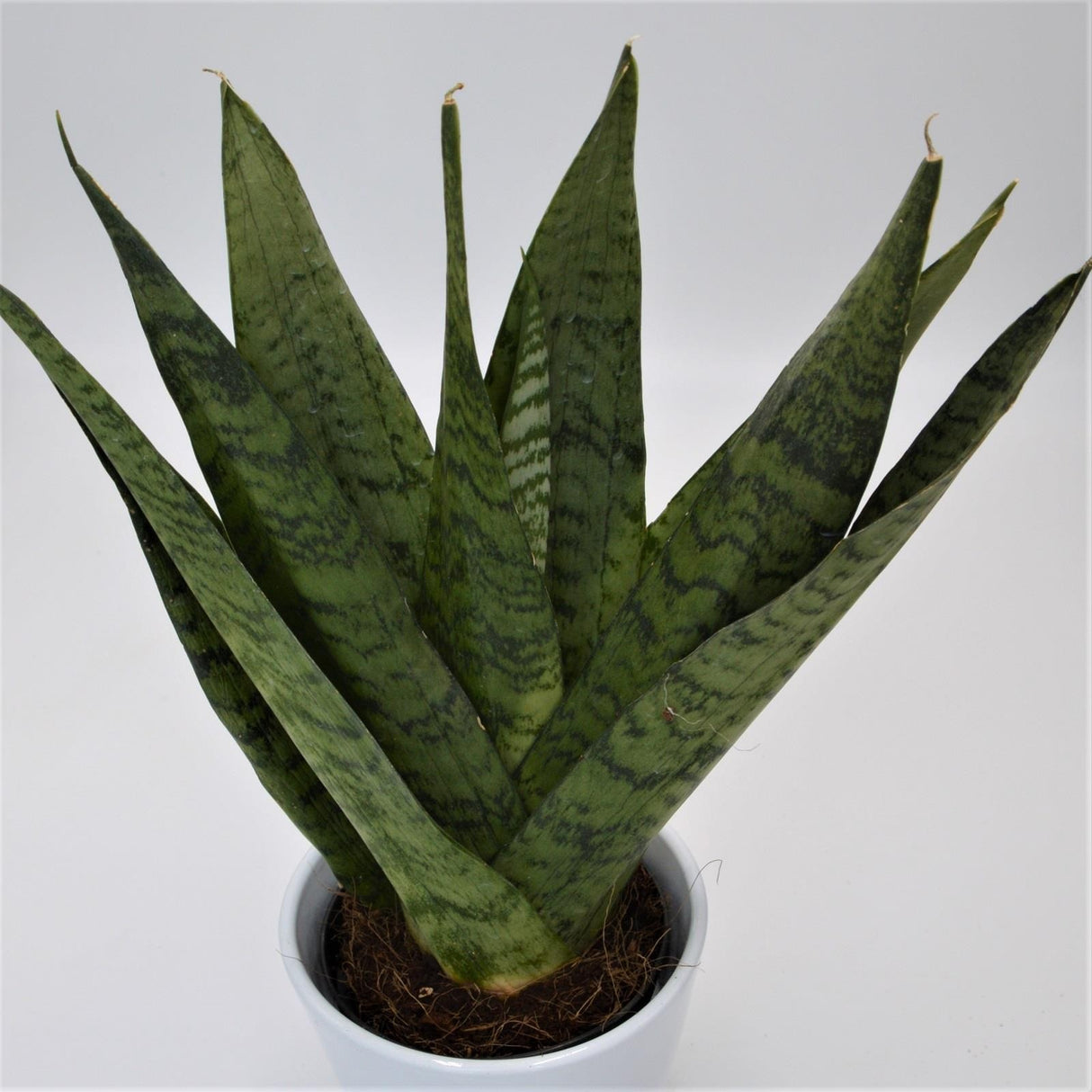 Sansevieria zeylanica Fan - 12cm