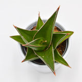 Sansevieria Abbey Crown - 6cm