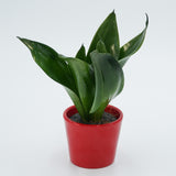 Sansevieria trifasciata Black Jade - 6cm