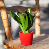Sansevieria trifasciata Black Jade - 6cm