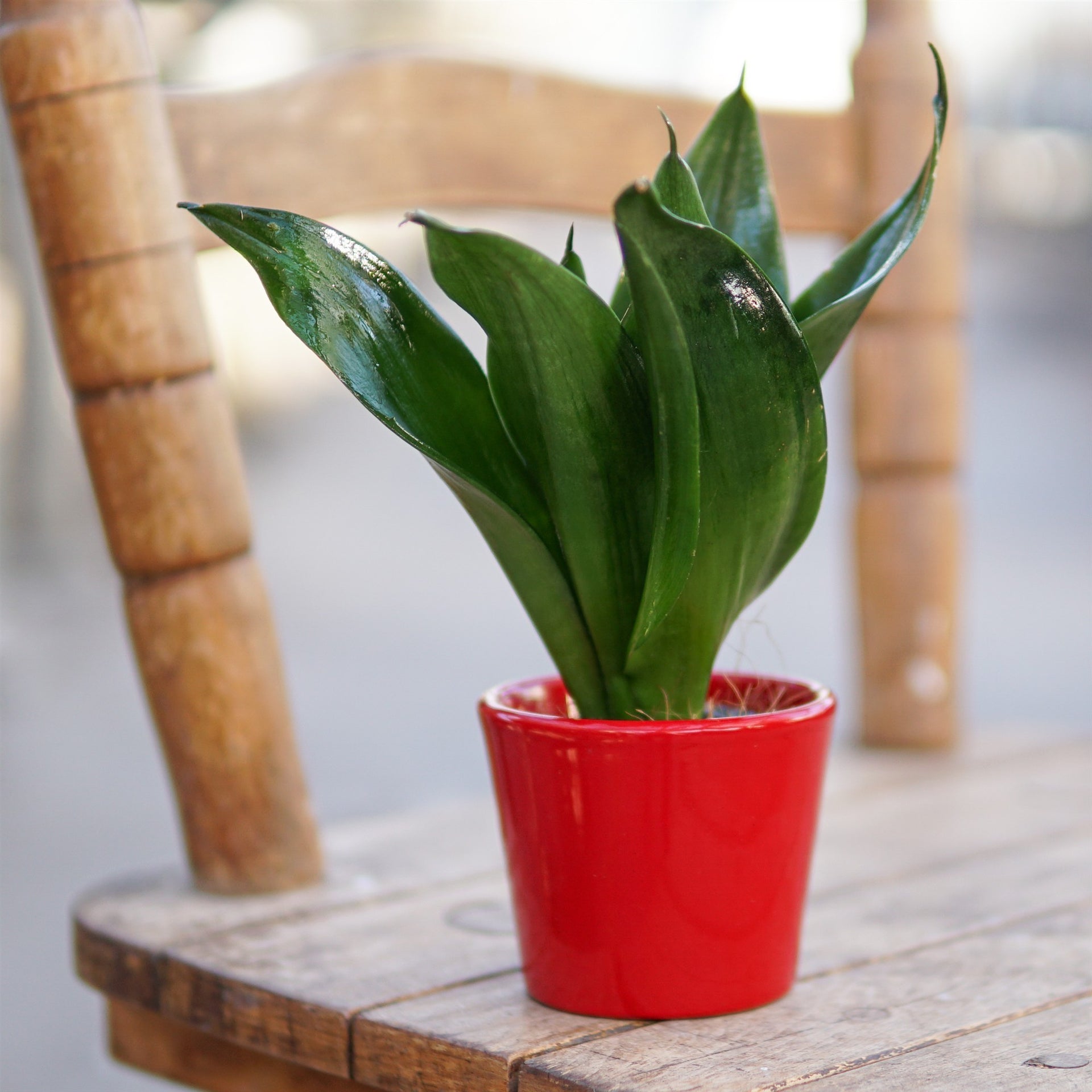 sansevieria trifasciata black jade Sansevieria trifasciata Black Jade