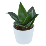 Sansevieria trifasciata Black Jade - 6cm