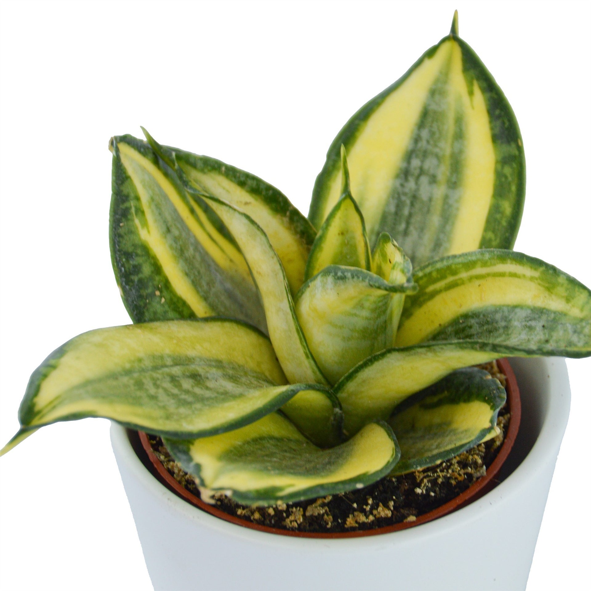 sukkulenten sansevieria Sansevieria trifasciata Golden Hahnii