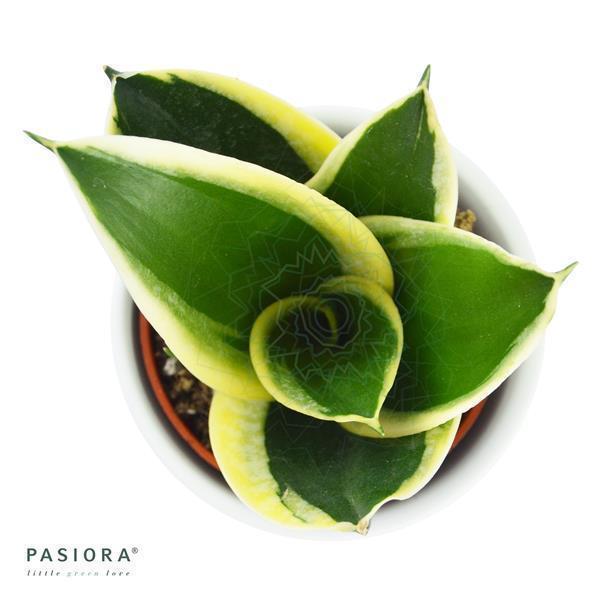 sansevieria online kaufen Sansevieria trifasciata Honey Boney
