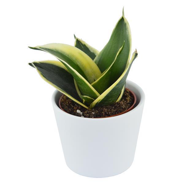 sansevieria online kaufen Sansevieria trifasciata Honey Boney Ø6cm