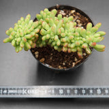 Sedum Alice Evans f. cristata