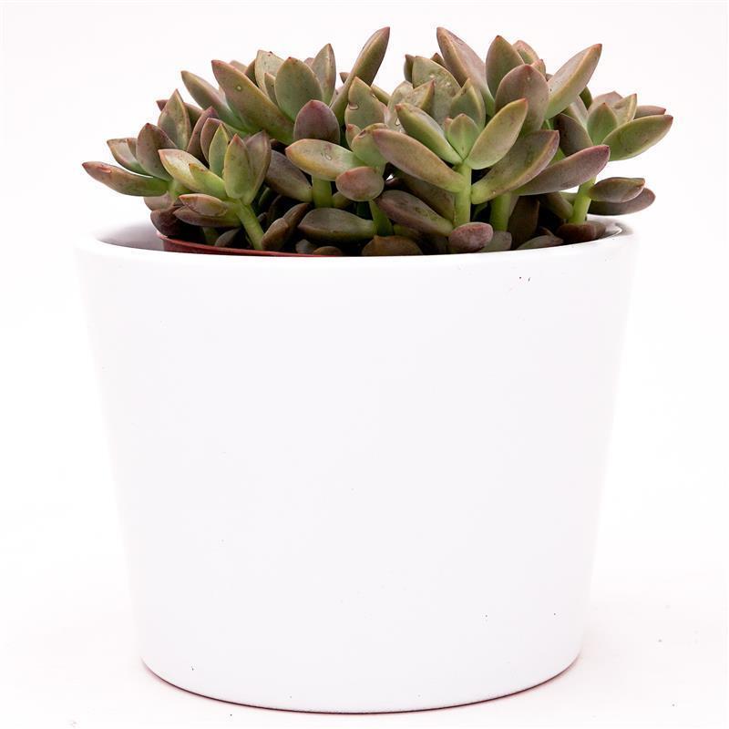 Sedum Bordeauxhart - 8,5cm