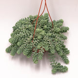 Sedum burrito - 14cm Ampel