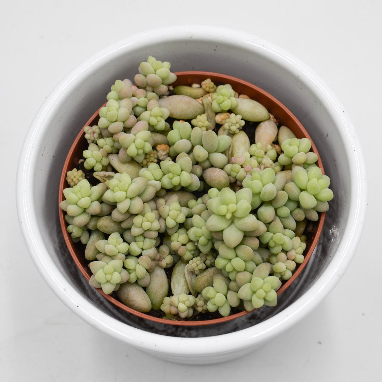 Sedum burrito - 8,5cm