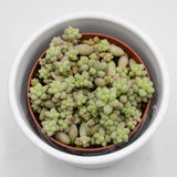 Sedum burrito - 8,5cm