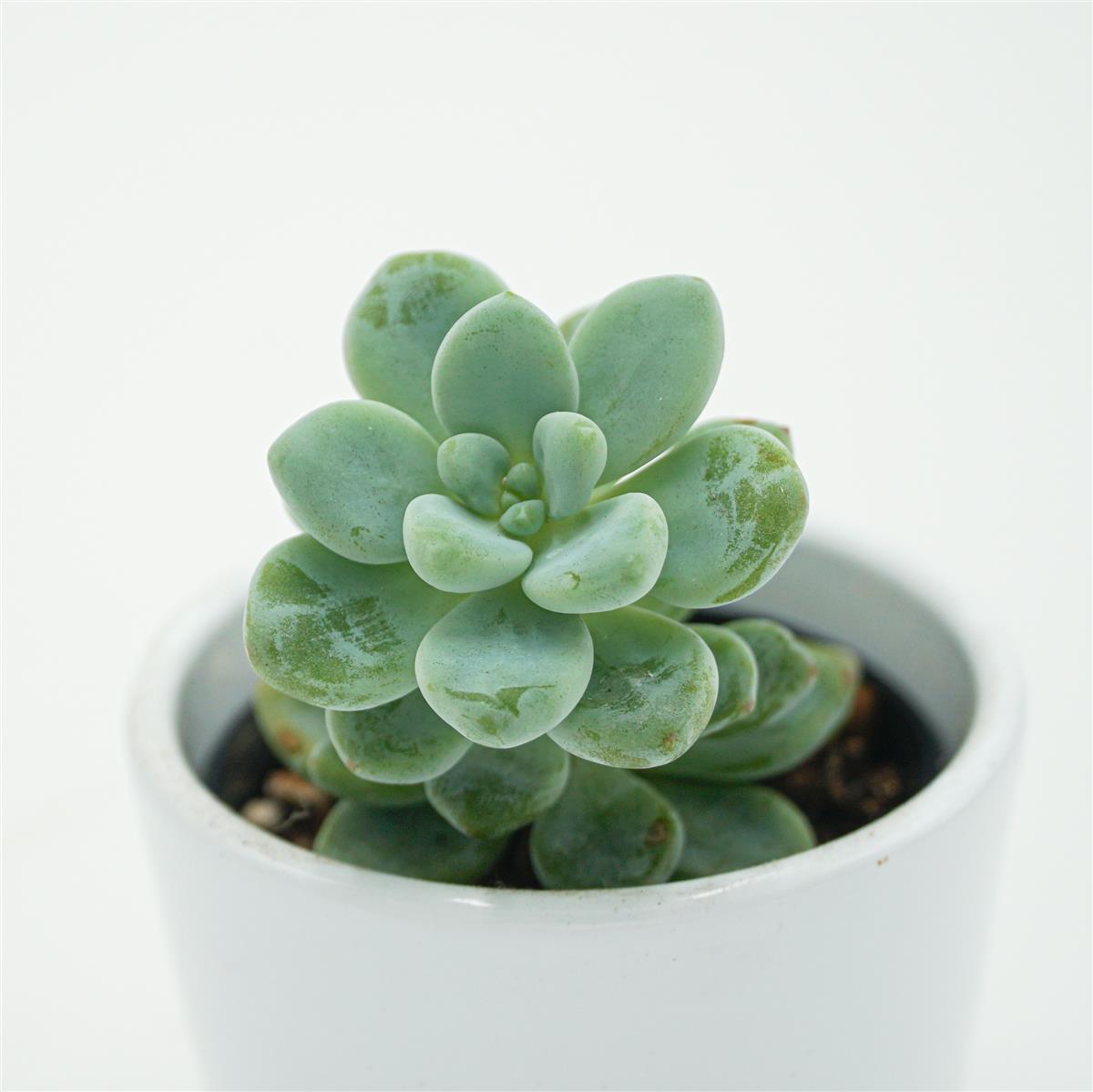 Sedum clavatum - 5,5cm