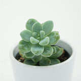 Sedum clavatum - 5,5cm