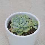Sedum clavatum - 5,5cm