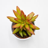 Sedum Firestorm - 8,5cm