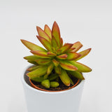Sedum Firestorm - 8,5cm