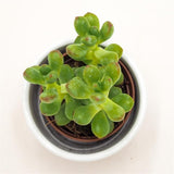 Sedum lucidum - 5,5cm