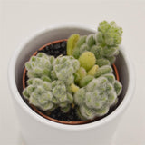 Sedum mocinianum - 5,5cm