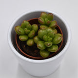 Sedum Red Coral - 5,5cm