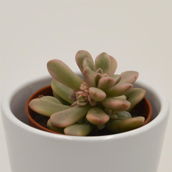 Sedum rubrotinctum f. variegata