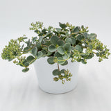 Sedum sieboldii - 12cm