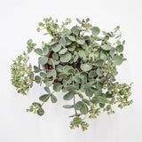 Sedum sieboldii - 12cm