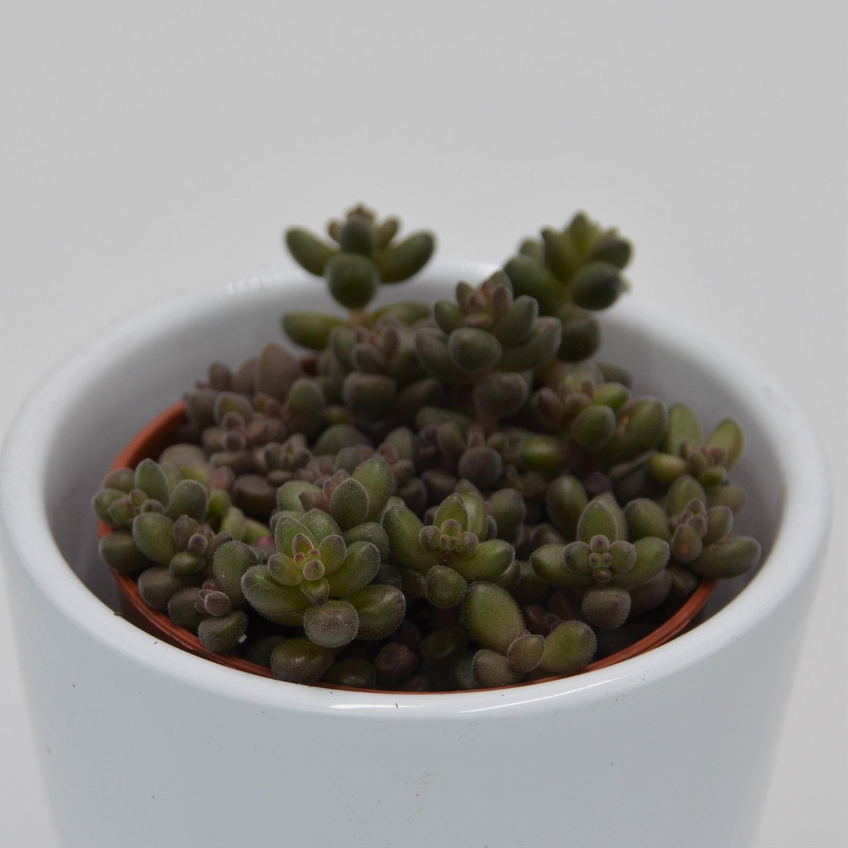Sedum stahlii - 5,5cm