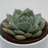 Sedum suaveolens - 8,5cm
