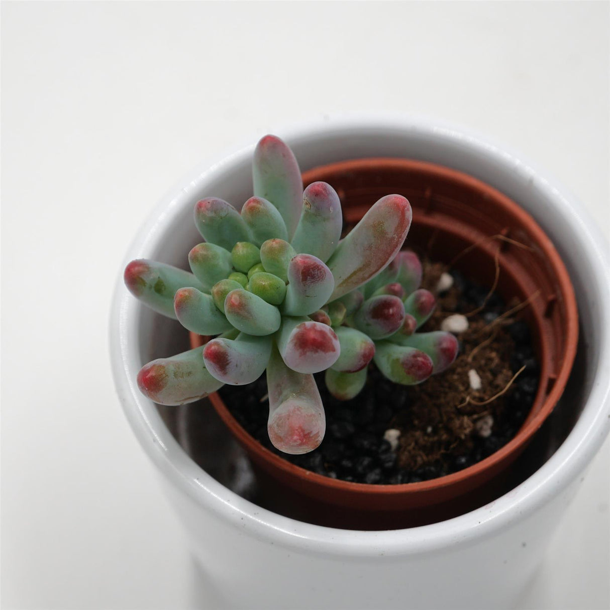 Sedum weisneus - 5,5cm