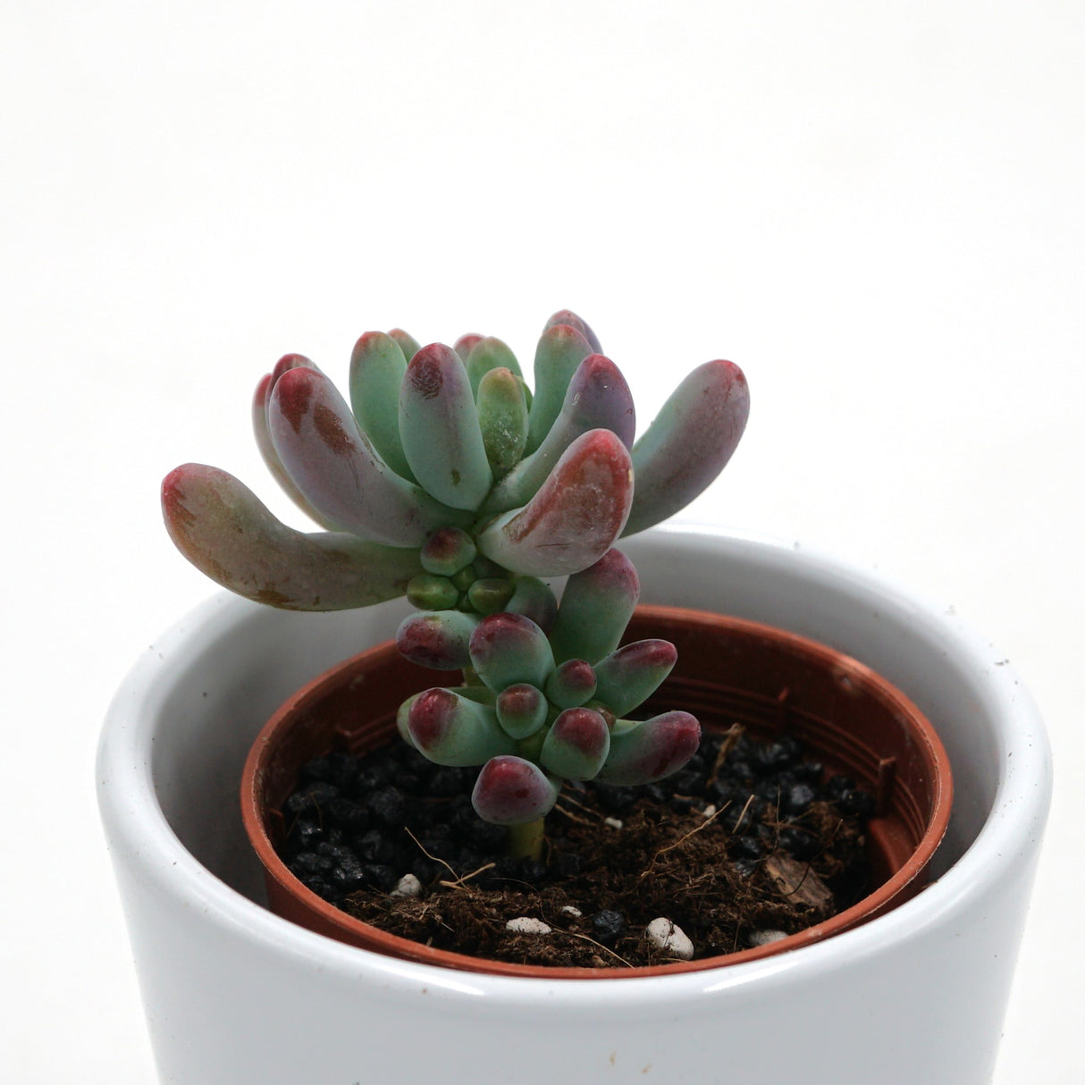 Sedum weisneus - 5,5cm