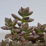 Sedum Bordeauxhart - 8,5cm