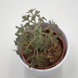 Senecio articulatus - 8,5cm