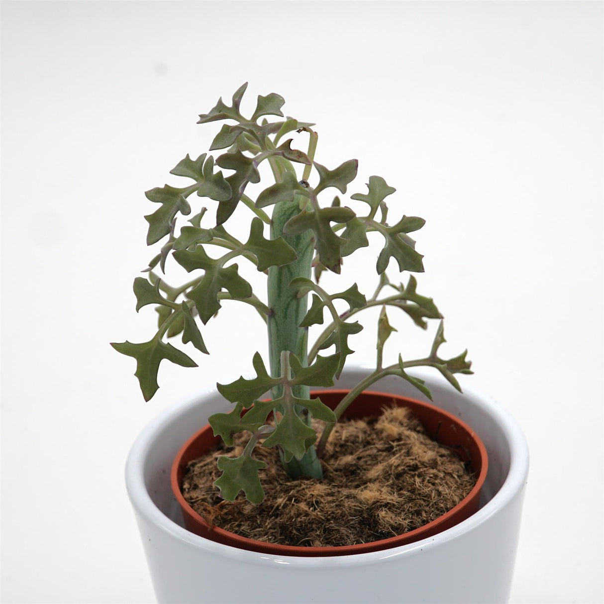 Senecio articulatus - 8,5cm