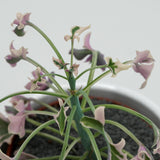 Senecio articulatus f. variegata - 8,5cm