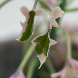 Senecio articulatus f. variegata - 8,5cm