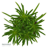 Senecio barbertonicus Himalaya - 6cm