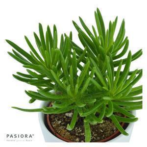 Senecio barbertonicus Himalaya Ø6cm