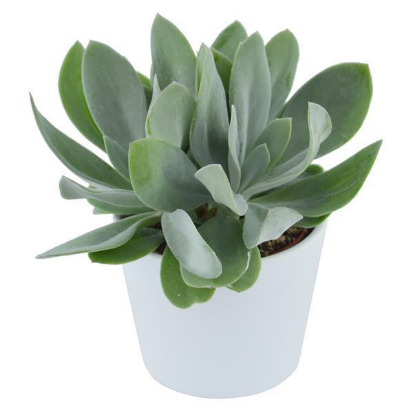 Senecio cephalophorus - 6cm