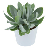 Senecio cephalophorus - 6cm