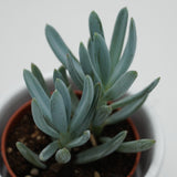 Senecio ficoides - 6cm