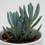 Senecio ficoides - 6cm