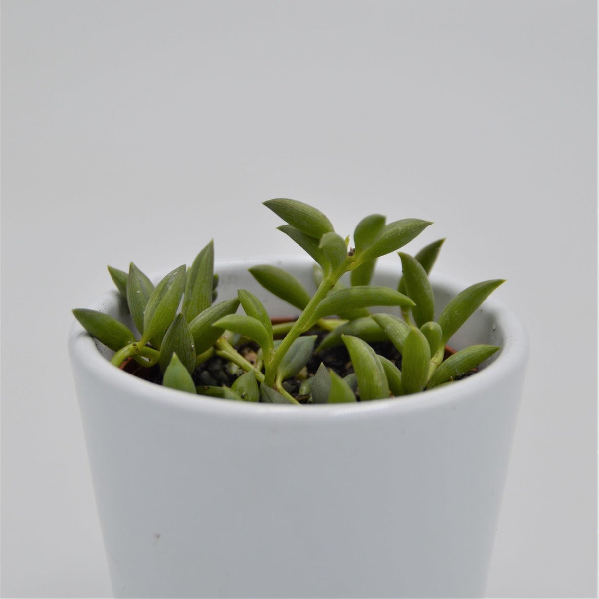 Senecio herreianus - 6cm