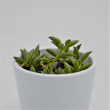 Senecio herreianus - 6cm