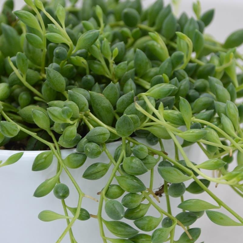 Senecio herreianus - 10,5cm