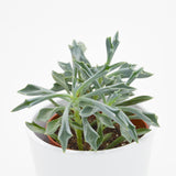 Senecio kleiniiformis - 8,5cm