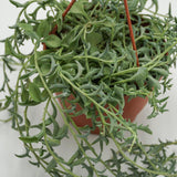 Senecio peregrinus - 12cm Ampel