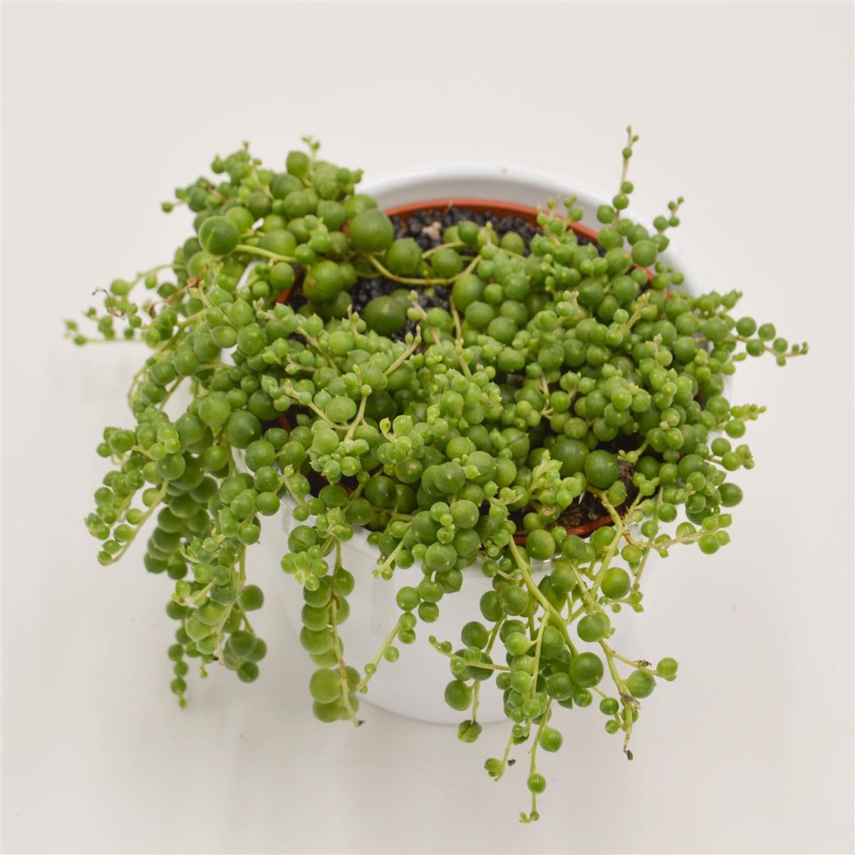 Senecio rowleyanus - 10,5cm