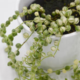 Senecio rowleyanus f. variegata - 8cm