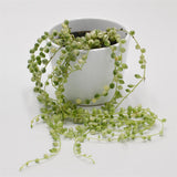 Senecio rowleyanus f. variegata - 8cm