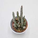 Senecio stapeliiformis - 8,5cm