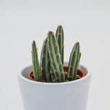 Senecio stapeliiformis - 5,5cm